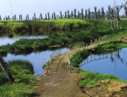 Reserva de los pantanos de Villa